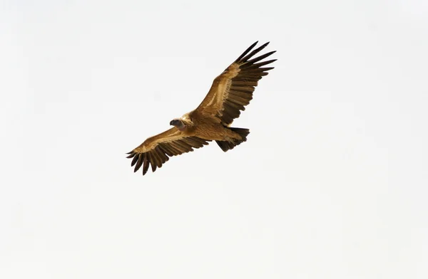 Stock image Vulture soaring, sede boker desert, israel