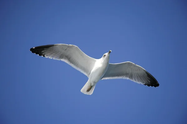 stock image Seagull