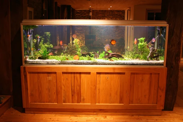 Serbatoio di pesce di notte in bella casa — Foto Stock