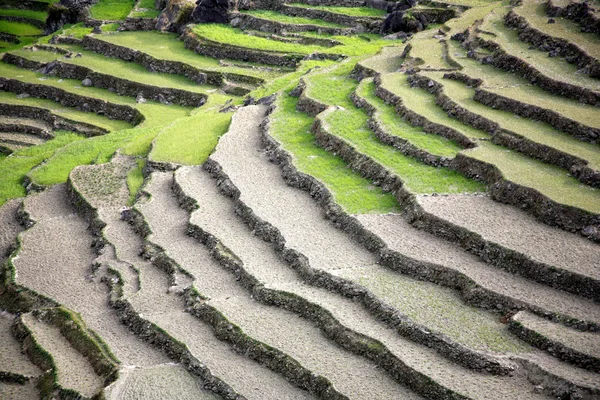 Ris risfält i Himalaya bergen — Stockfoto