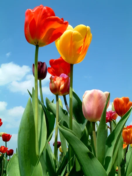 Petali di tulipano nel cielo — Foto Stock