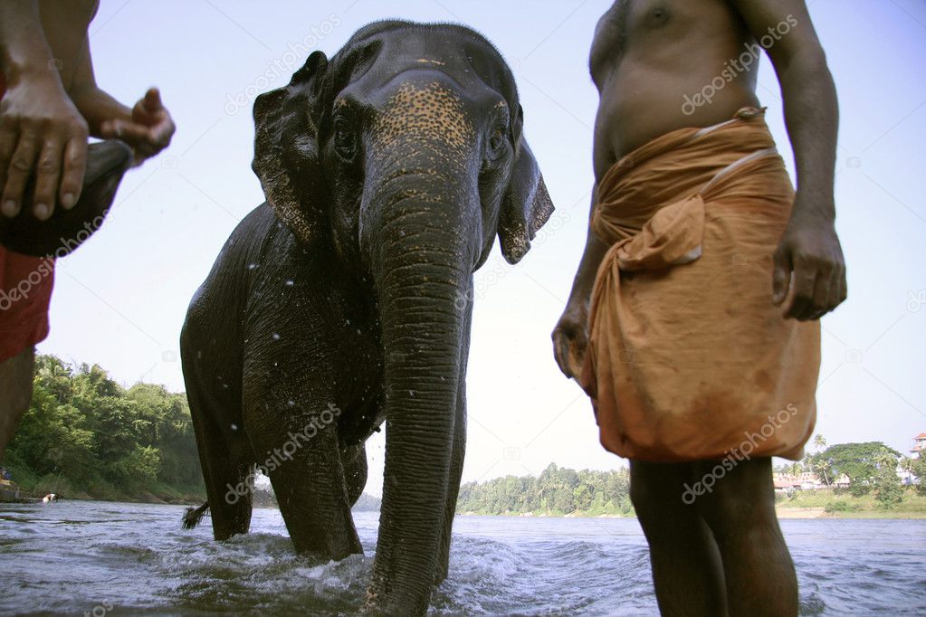 Elephant coming out after bath, south india