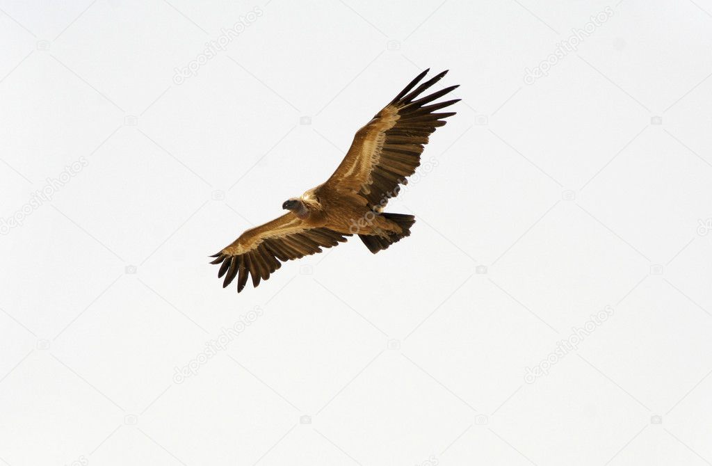 Vulture soaring, sede boker desert, israel