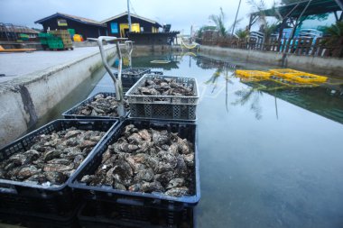 Oyster farm clipart