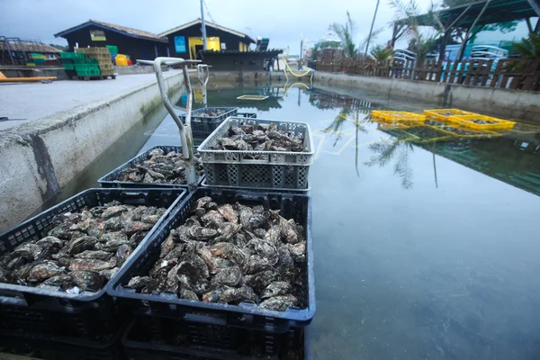 Exploração de ostras — Fotografia de Stock