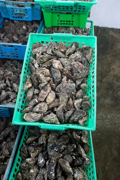 Oyster ферми — стокове фото