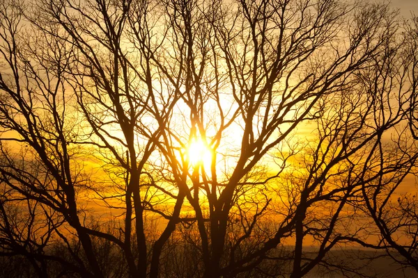 Coucher de soleil à travers les arbres — Photo