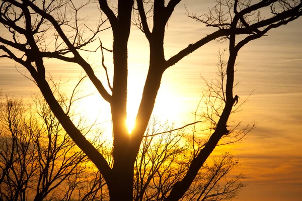 Coucher de soleil à travers les arbres — Photo