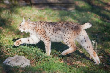 lynx çalıştırmak