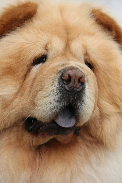 Wallpaper 1920x1080 chow chow dog face fat Stock Photos, Royalty Free ...