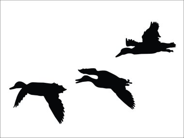 Flying Mallards clipart