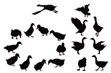 yerli ördek ve kazlar silhouettes
