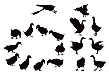 Domestic ducks and geese silhouettes clipart