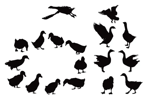 Domestic ducks and geese silhouettes — Stock Vector