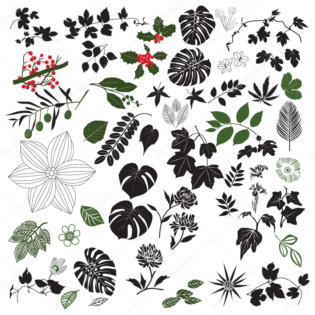 Collection Of Floral Design Elements