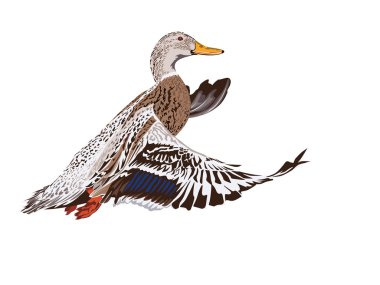 Flying Mallard clipart