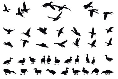 Collection of mallards clipart