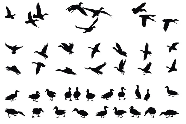 Collection of mallards — Stock Vector