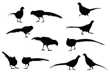 Black Pheasant Silhouettes clipart