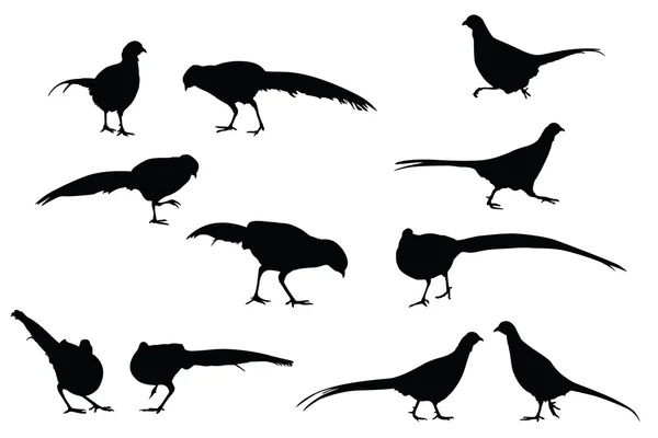 Силуэты чёрных фазанов — стоковый вектор