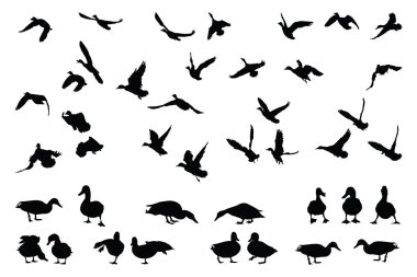 Big Mallard Collection clipart