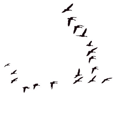 Egyptian Geese In V-Formation Flight clipart