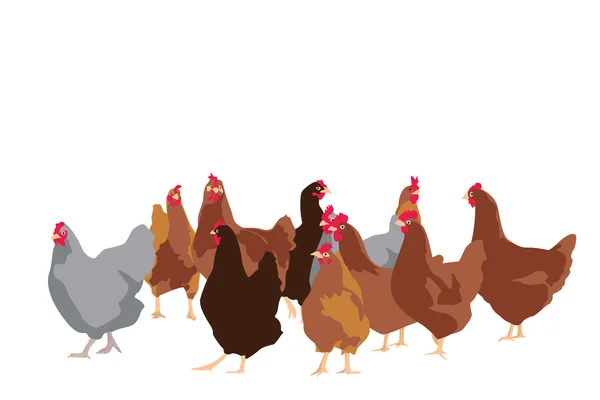 Kuřata — Stockový vektor
