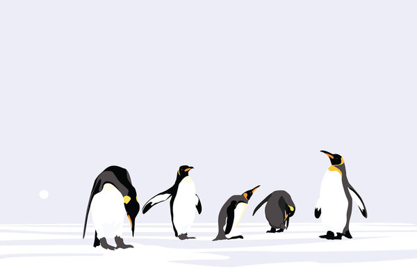 Пингвины-императоры
