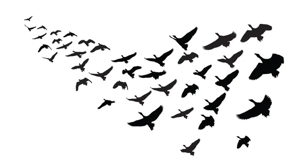 Oies en vol de formation — Image vectorielle