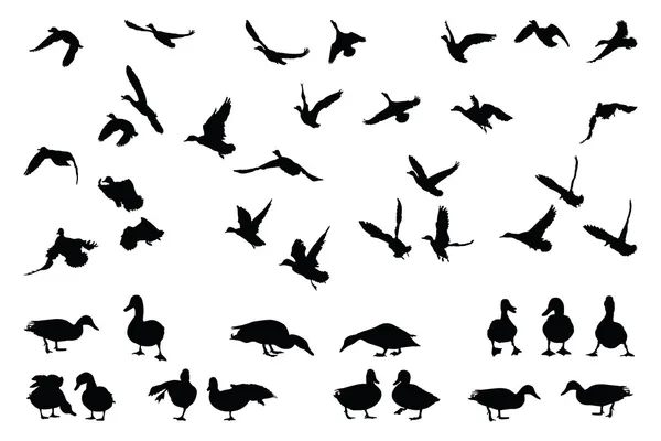 4,627 Flying duck Vector Images, Flying duck Illustrations | Depositphotos