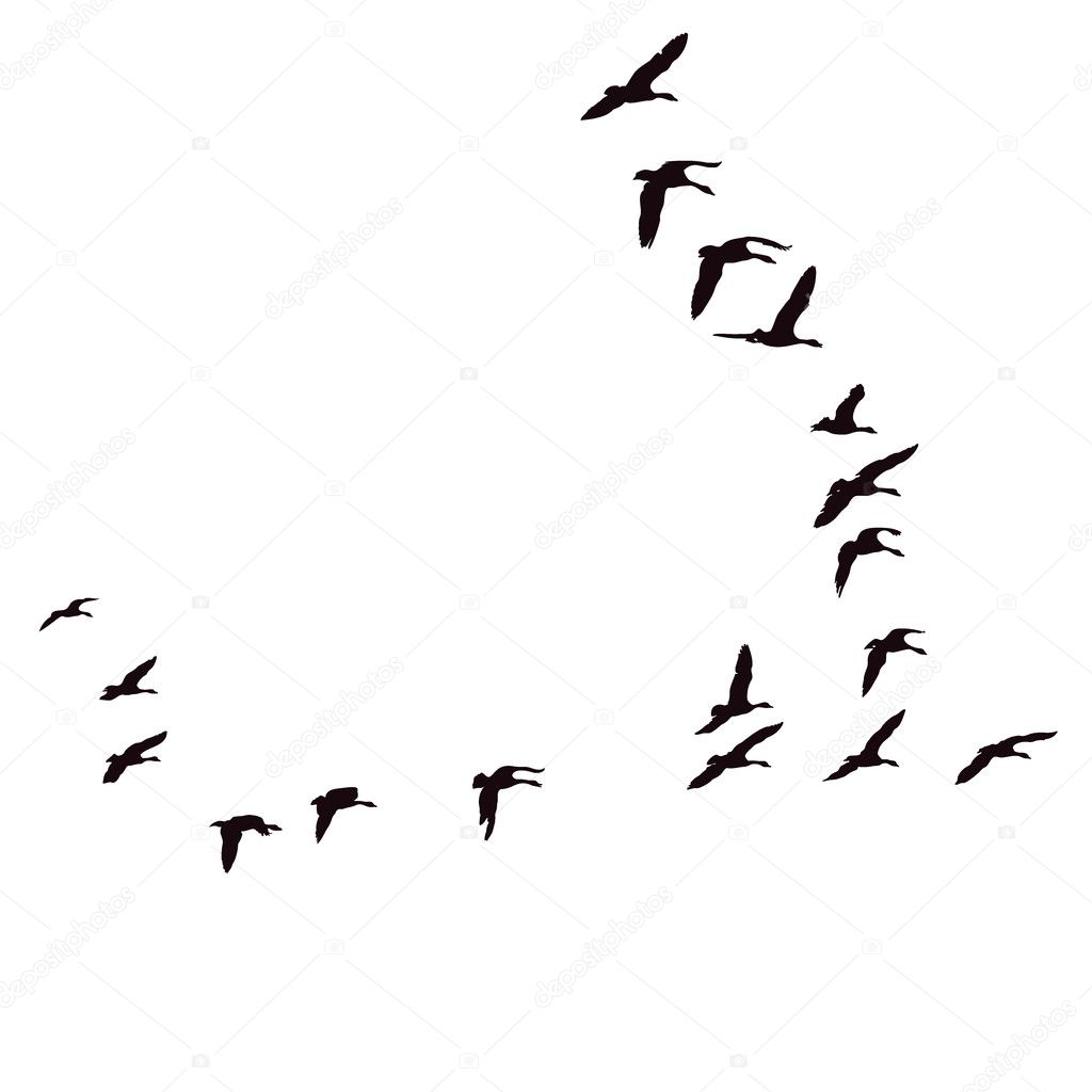 Egyptian Geese In V-Formation Flight