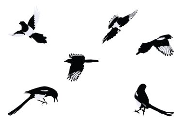 Magpies clipart