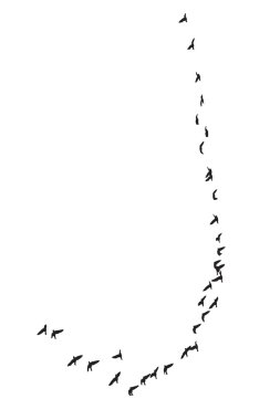 Flock of birds clipart