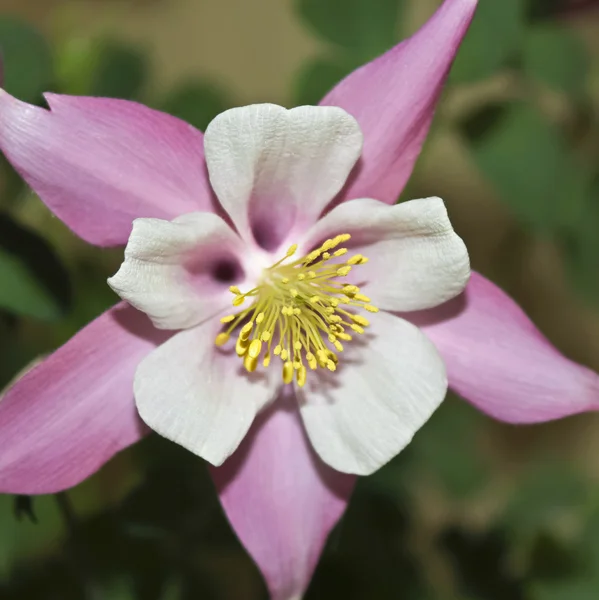 En rosa Akleja blomma i familjen — Stockfoto
