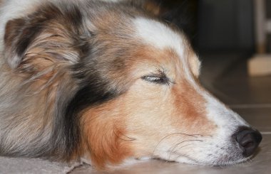 katta uyuyan güzel bir sable merle sığınak