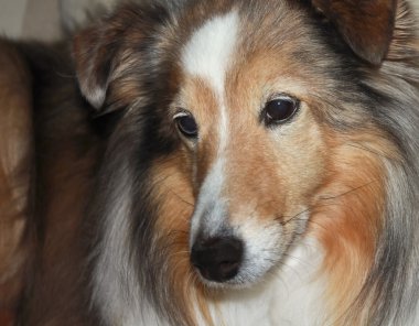 A Portrait of a Beautiful Sable Merle Sheltie clipart