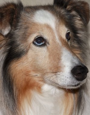 güzel bir sable merle sığınak portresi