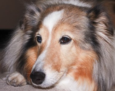 güzel bir sable merle sığınak portresi