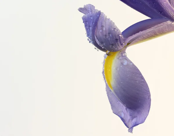 stock image A Purple and Yellow Iris Blossom with Rain Drops