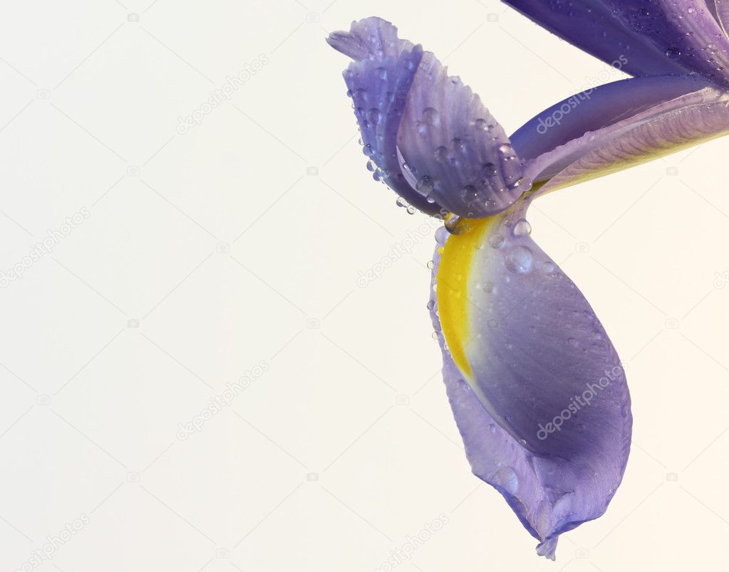 A Purple and Yellow Iris Blossom with Rain Drops