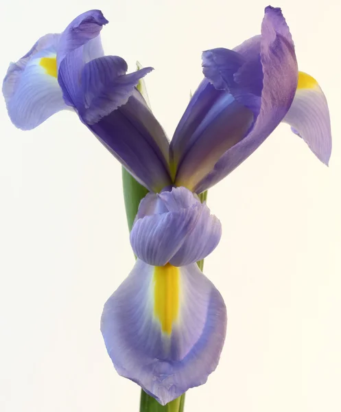 En lila och gul iris blomma på nära håll — Stockfoto
