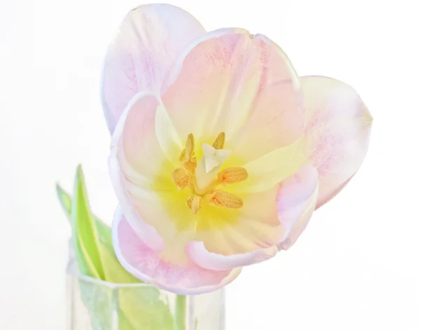 单郁金香花瓶里盛开的花朵 — 图库照片