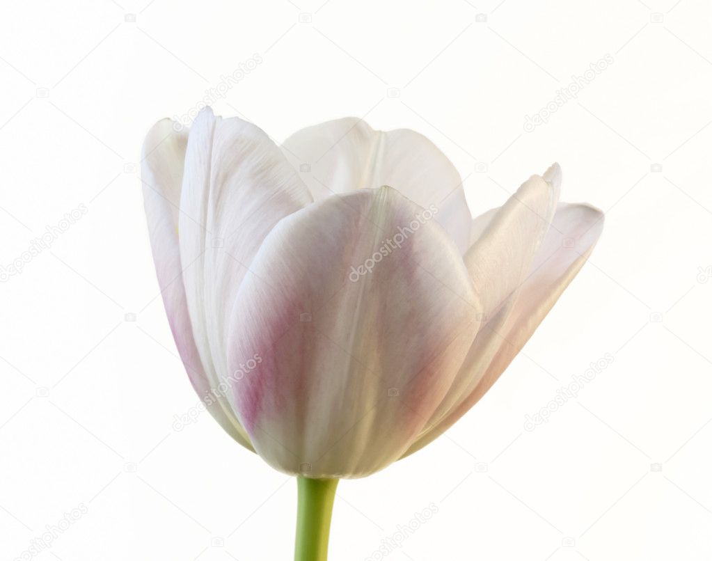 A Single Tulip Blossom on White Background