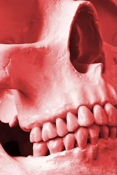 关闭向上的人类头骨在红色 — 图库照片