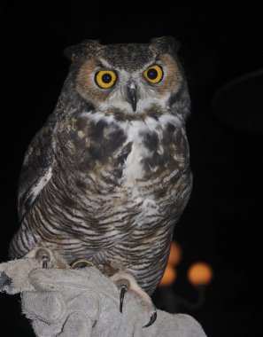 Büyük Boynuzlu Baykuş siyah karşı bir Falconer'ın eldiven üzerinde