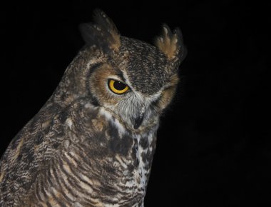 A Great Horned Owl Against a Black Background clipart