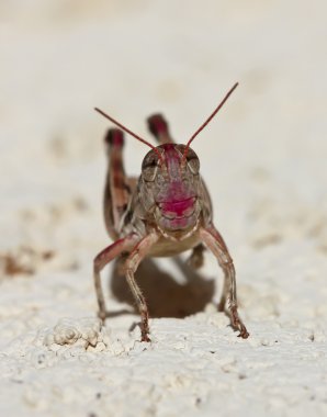 A Close Up View of a Grasshopper clipart