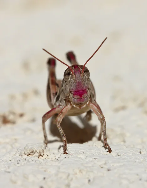 A Close Up View of a Grasshopper — Stock Photo, Image