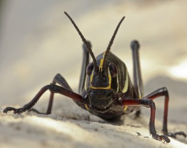 A Close Up View of a Grasshopper clipart