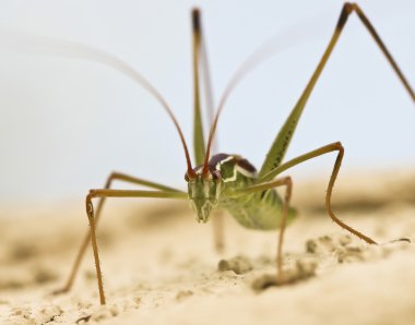 görünümü, bir katydid kadar yakın